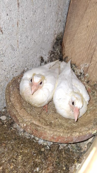 Vând pui porumbei voiajori albi inelați FCI