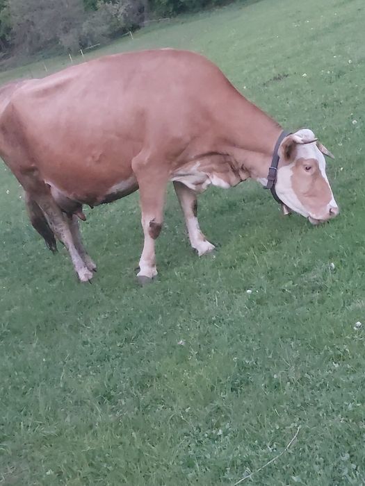 Vând vaca de lapte în vârstă de 7 ani