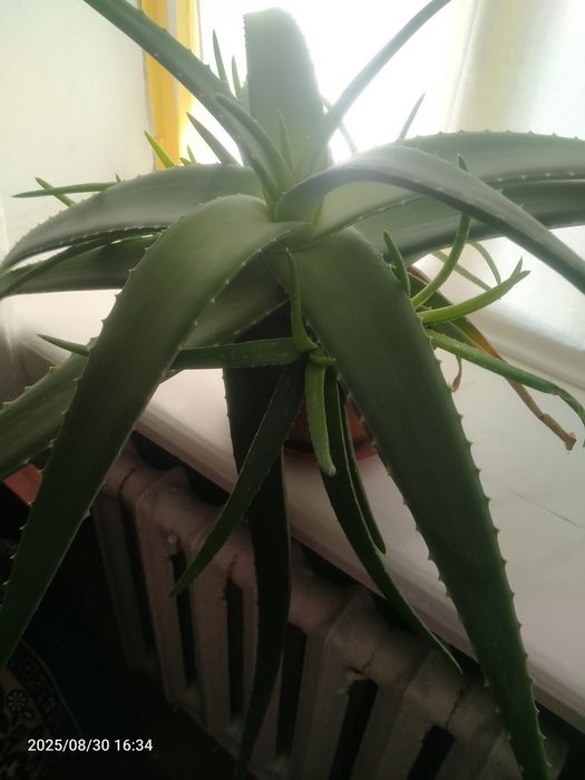 Алое вера продам