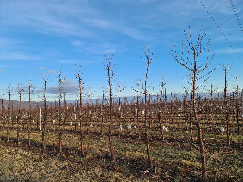 тежести за навеждане и формиране на клони на череши и сливи