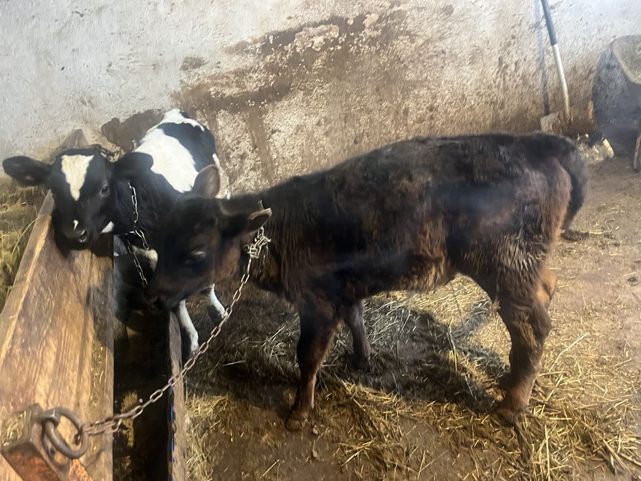 Vand 2 taurasi frumosi