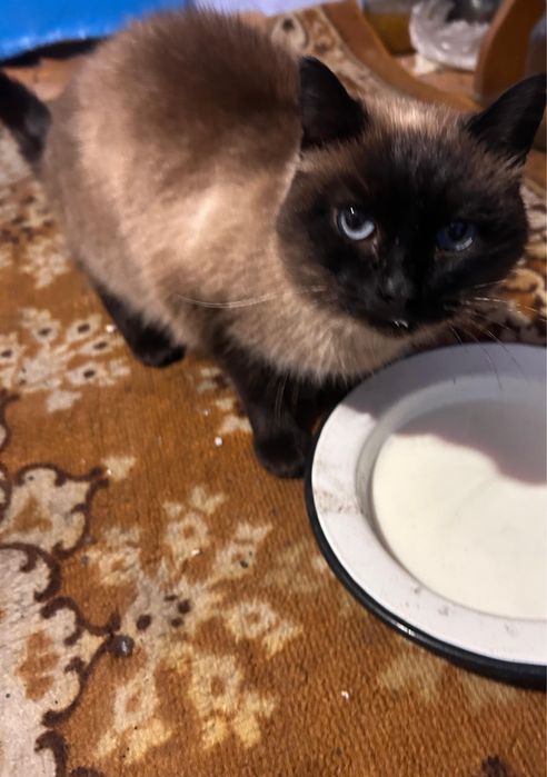 Полу сиамский кот