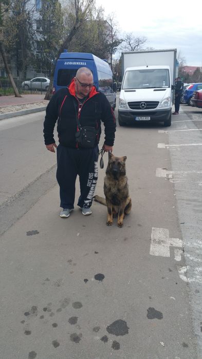 Efectuam servicii si educatie canina