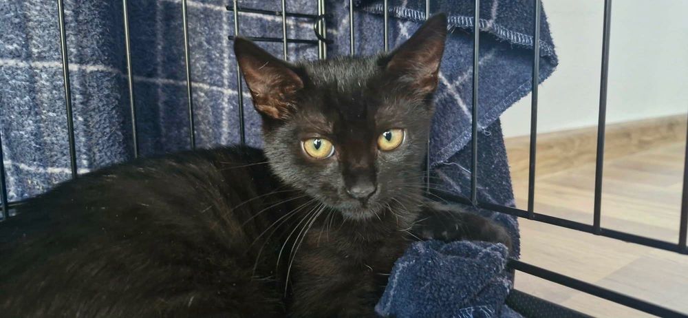 Adoptie Iris si Comos 2 pui de pisici negri