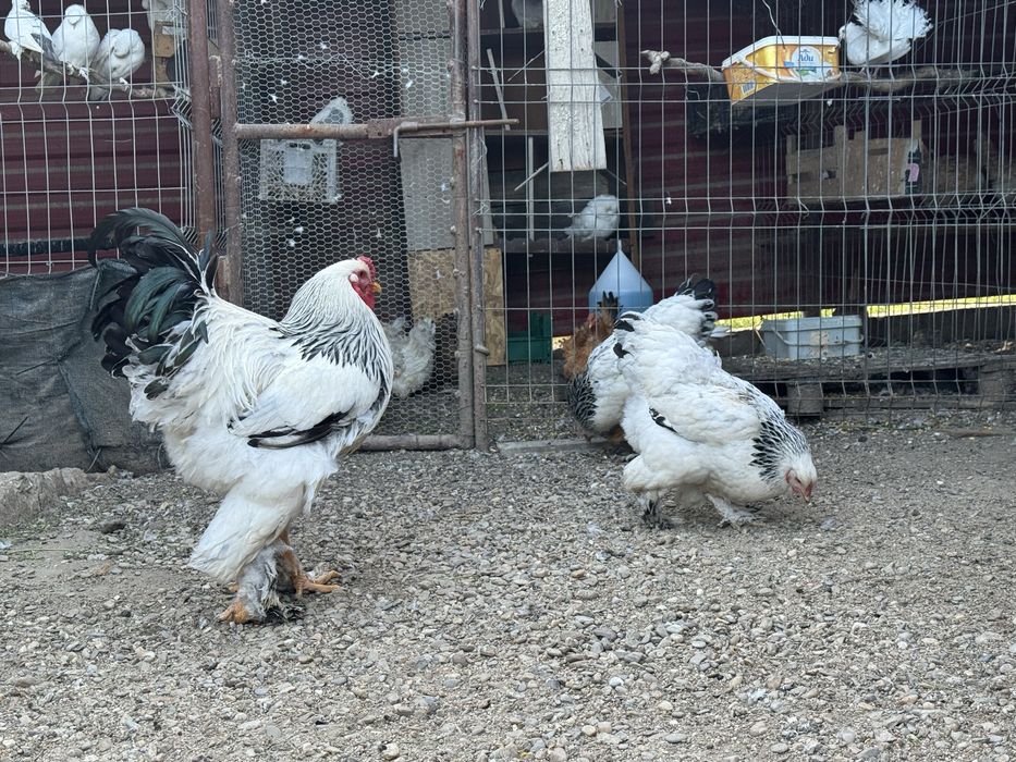 Ouă găini Brahma HD pentru incubat.