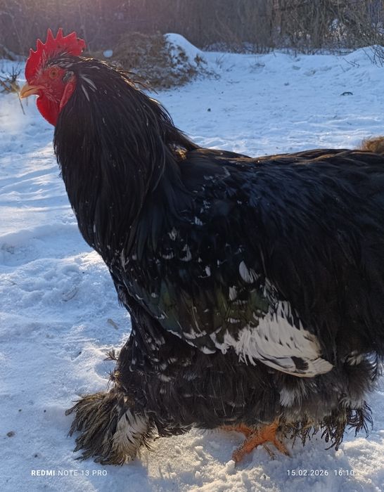 Кохинхин. Кохинхин.