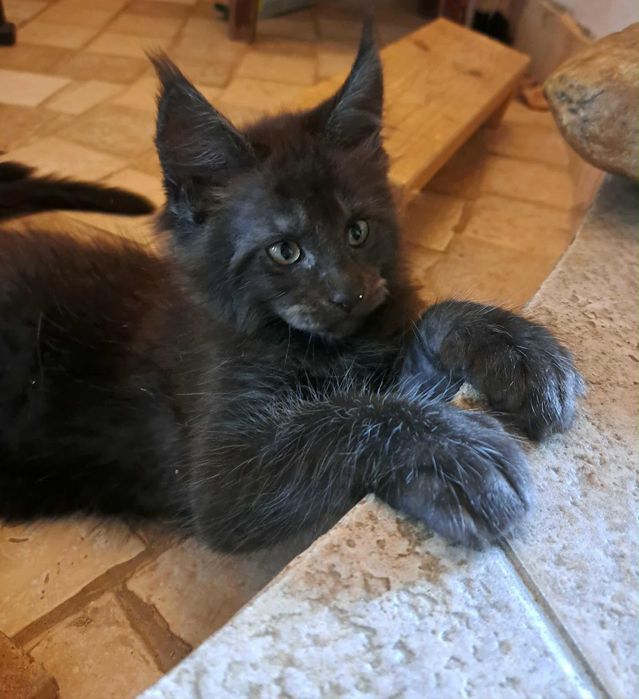 De vânzare pui Meine Coon