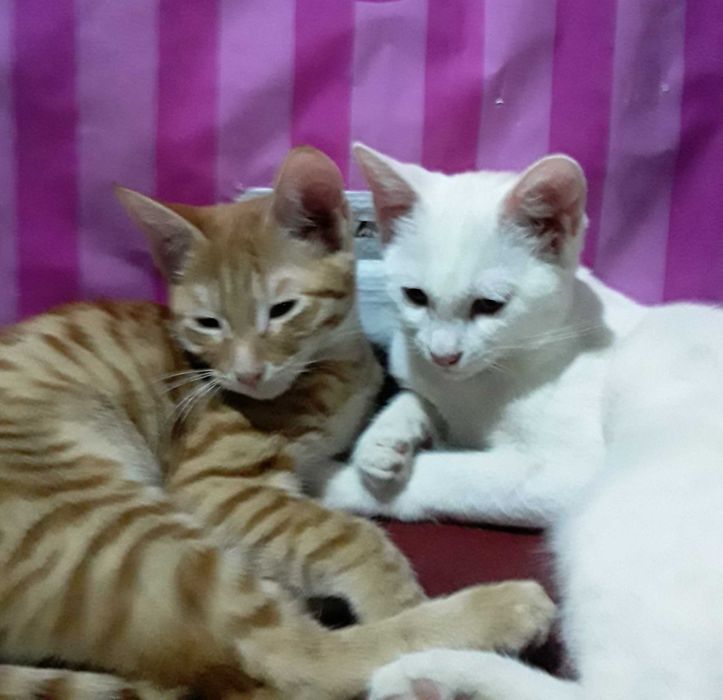 Милые рыжие Котята