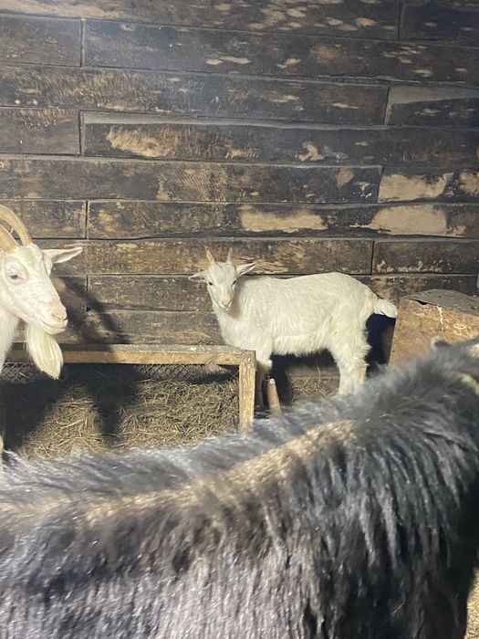 Продам козу с козленком
