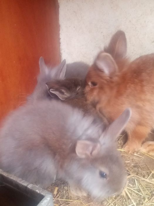 Iepurași pitici.                          .