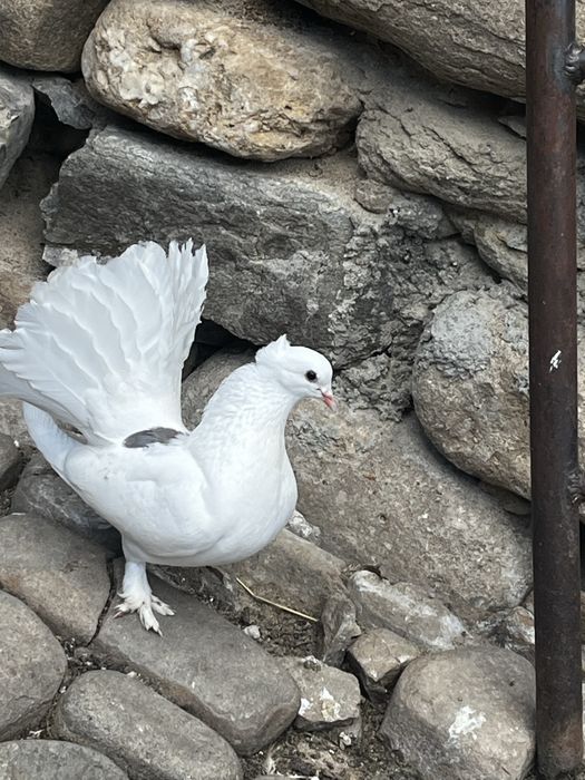 Porumbei voltati indieni de vanzare (2025-2026)