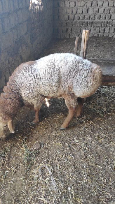 Quylar sotiladi zotga qiziqqanlar bulsa yeb ichiga garantiya