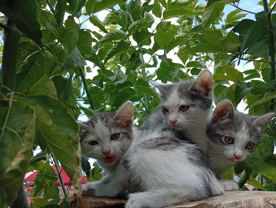 Пристраиваются котята