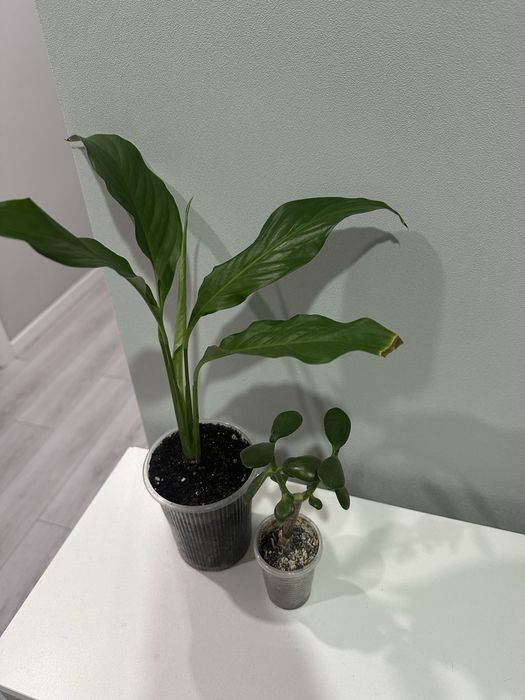 антуриум / мужское счастье