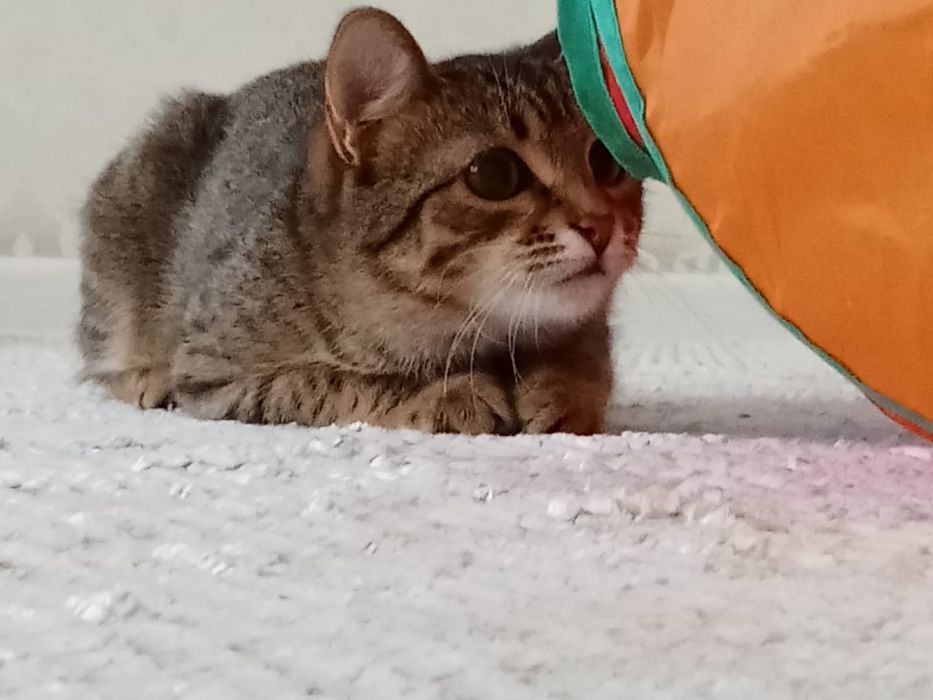 Домашний питомец