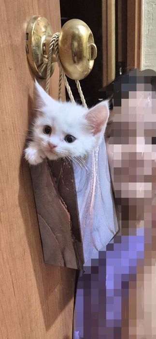 Продам котят пароды Мейн-кун