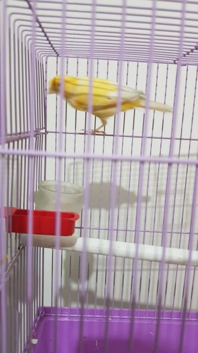 Хар хил турдаги канарейкалар бор шу номер оркали саволлар жав