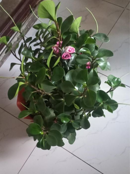 Гұлдер жибек жолы