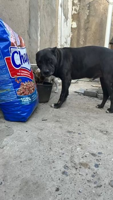 Отдам щенят в хорошие руки