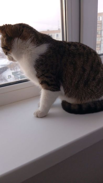 Кошка в добрые руки