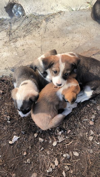 Собаки совершенно бесплатно