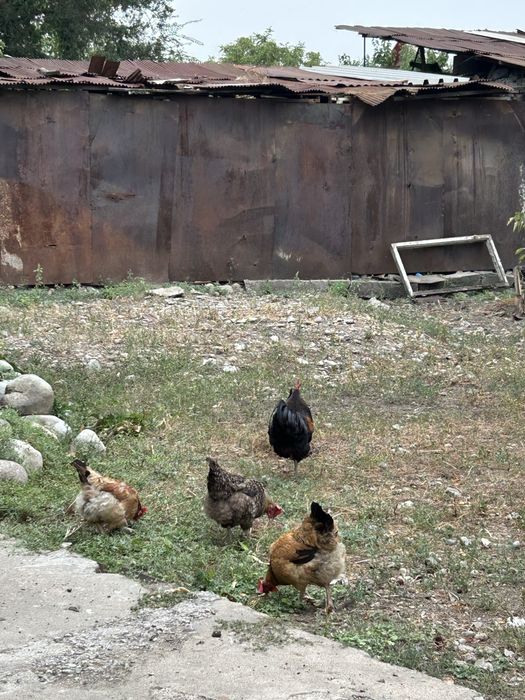 Продам семейку Петух и 6 кур.