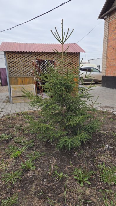 Шырша,карагай сатамын ПРОДАМ ели,сосны ели