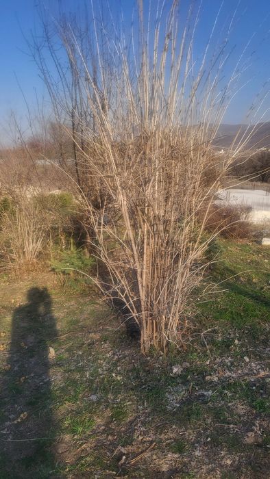 Продам  калина красная