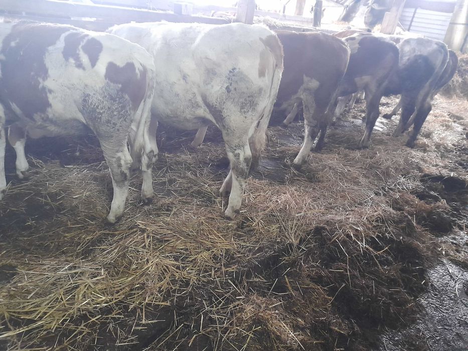 Vănd juninci baltate de tinut