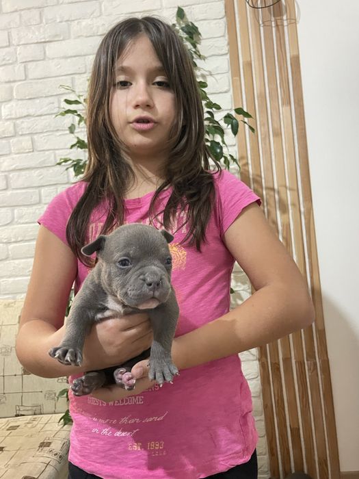 ТОП Реални ПОКЕТ Американско були / Трицветни