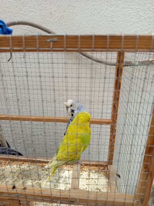 2 пар попугай сотилади