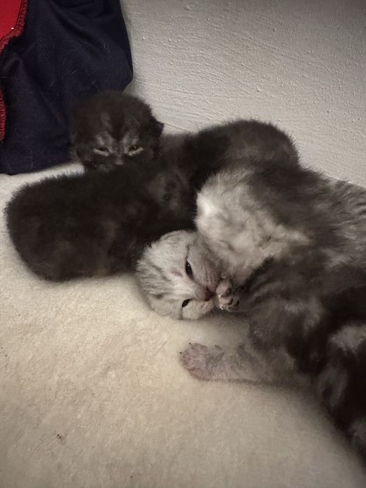 Шатланский котят марғаулар