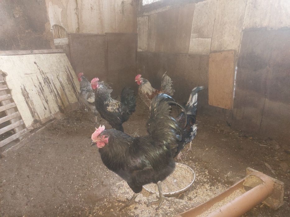 Әтештер сатылады бір жылдық