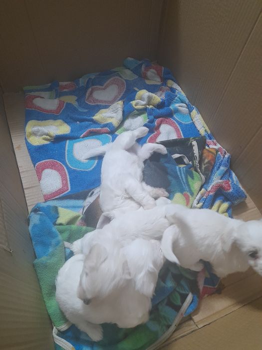 3 fetite și un băiețel drăgălaș și jucausi