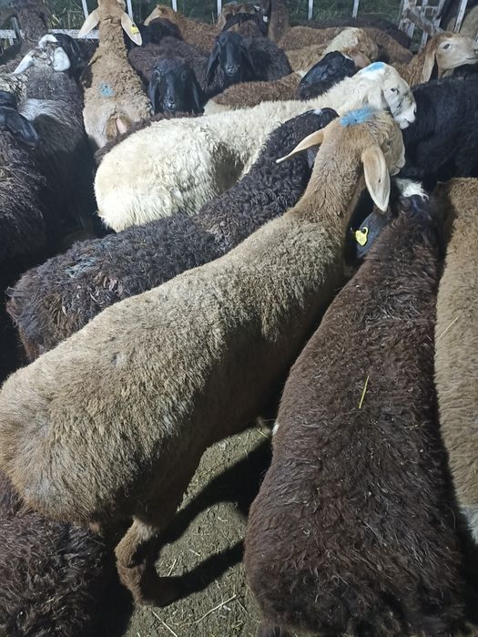 Кой токты тусак сек