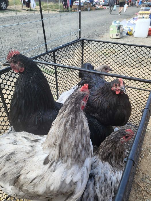 Vând cocoși australorp