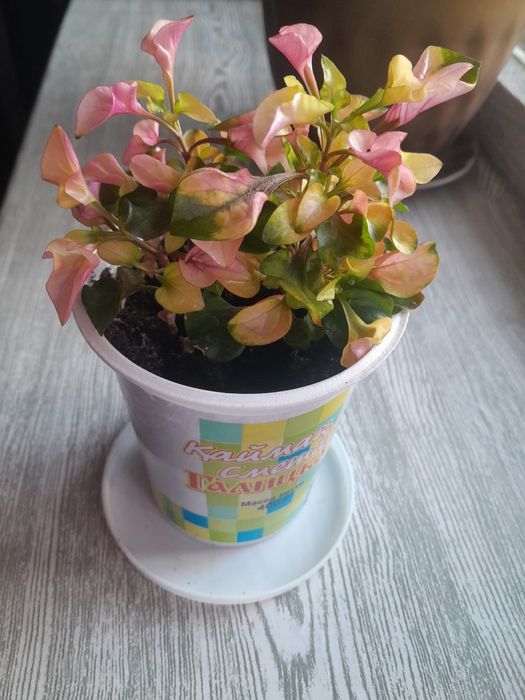 Комнатные  цветы