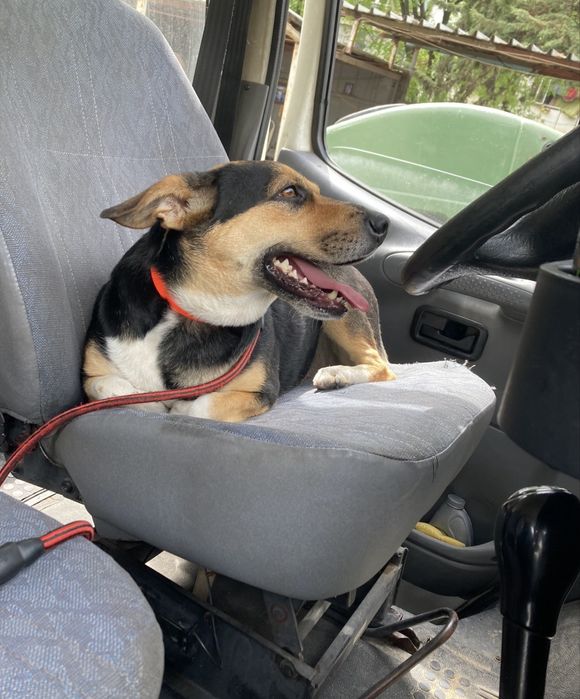 СПЕШНО - куче в нужда от дом