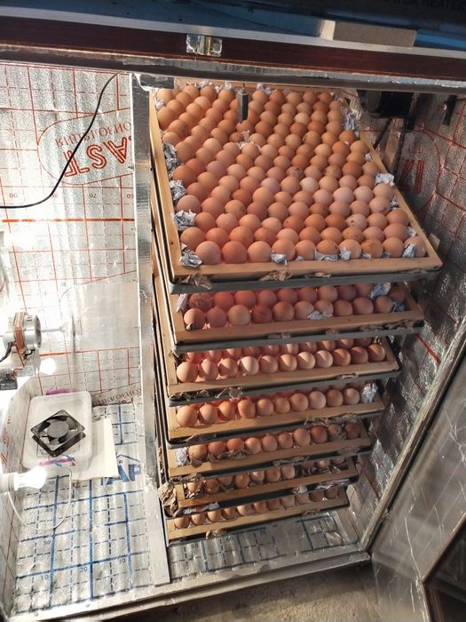 Andijon qora tovuq tuxumlari