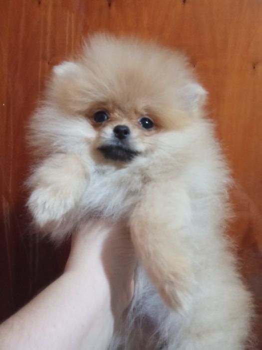 Щенки шпица мини