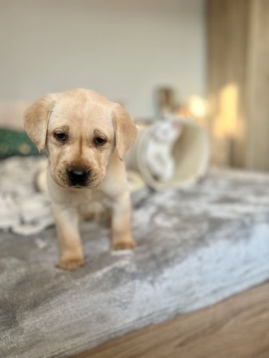 Лабрадор Ретривър