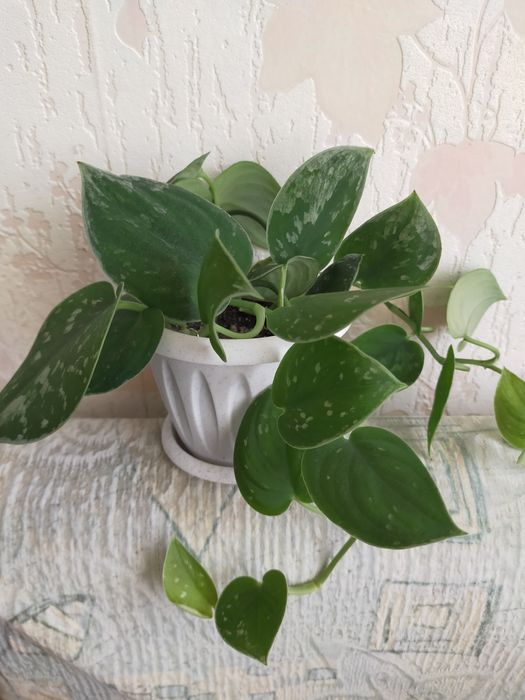 Продам Сциндапсус (Эпипремнум)