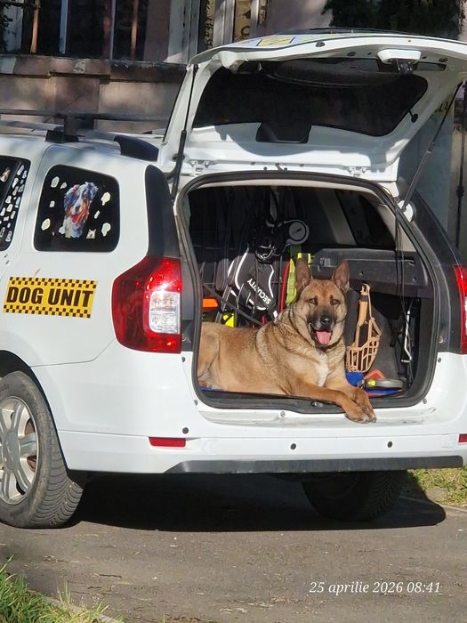TRANSPORT- Animale de companie