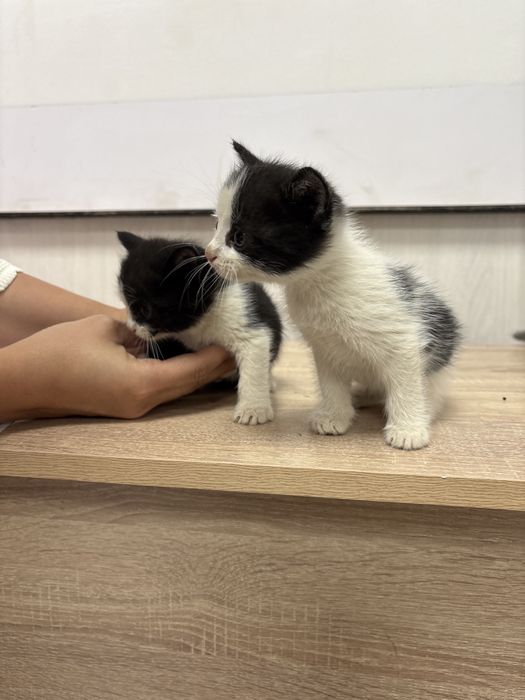 Котята в добрые руки :)