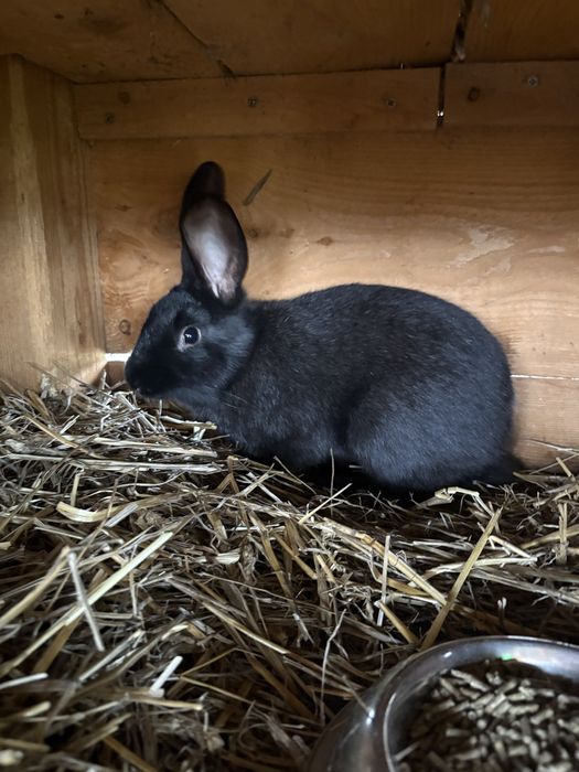 Vand iepure Fluture German