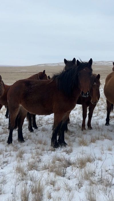 Кушумские жеребцы 3 года