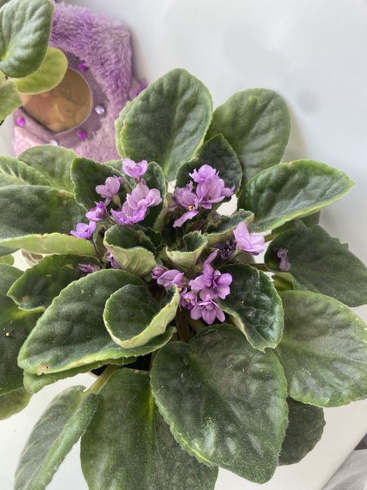 Домашние цветы разные