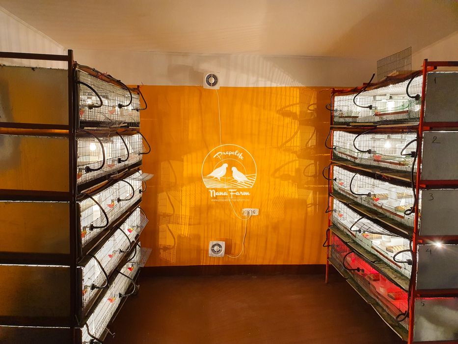 Oua prepelite pentru incubator