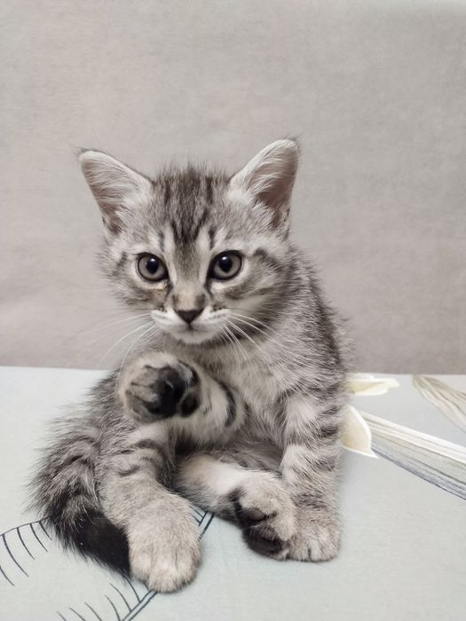 Отдам в дар котят