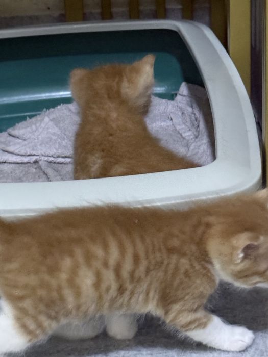 Мушук mushuk кот бесплатно